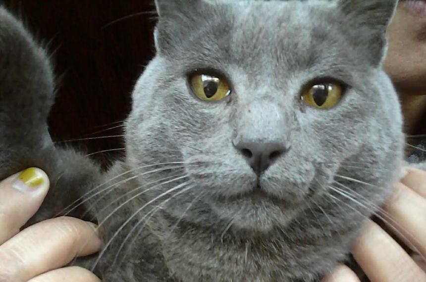 Félix el gato gris de 5 años que fue asesinado de un disparo en el Plan 5000