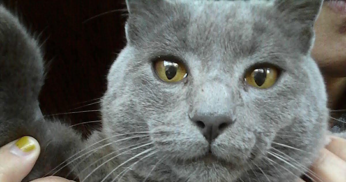 Félix el gato gris de 5 años que fue asesinado de un disparo en el Plan 5000