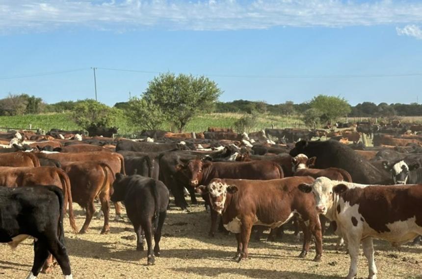Los animales habían sido vendidos en Rancul y fueron hallados en Córdoba