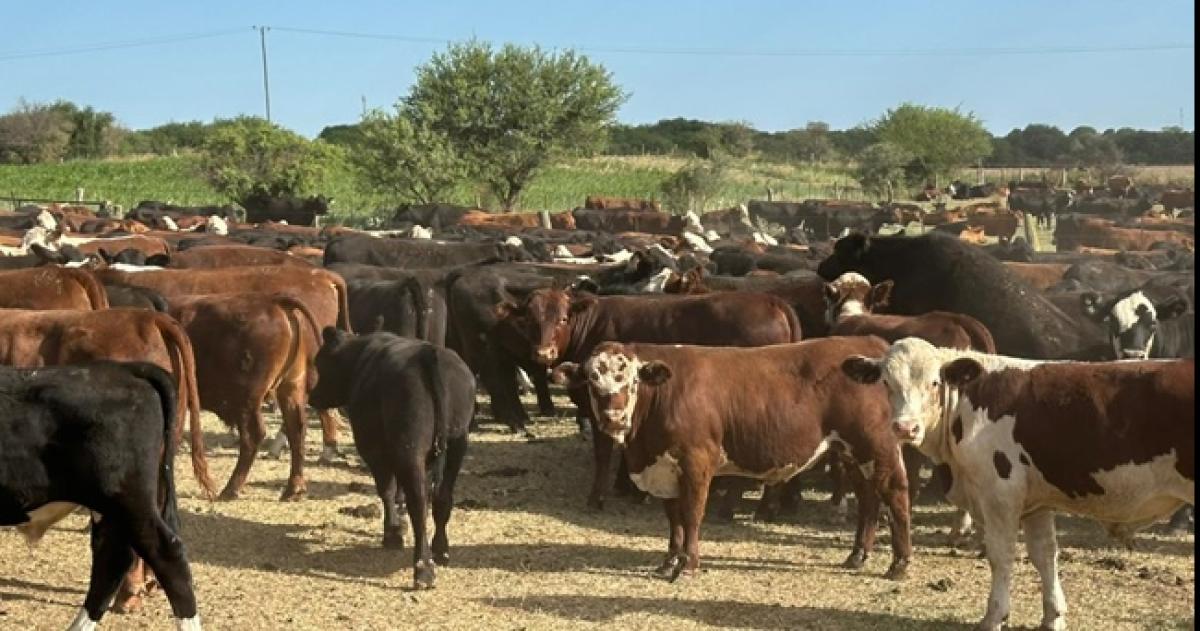Los animales habían sido vendidos en Rancul y fueron hallados en Córdoba