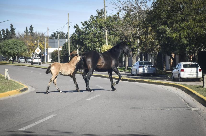 Los caballos deambularon durante la mañana por la traza que une Santa Rosa con Toay