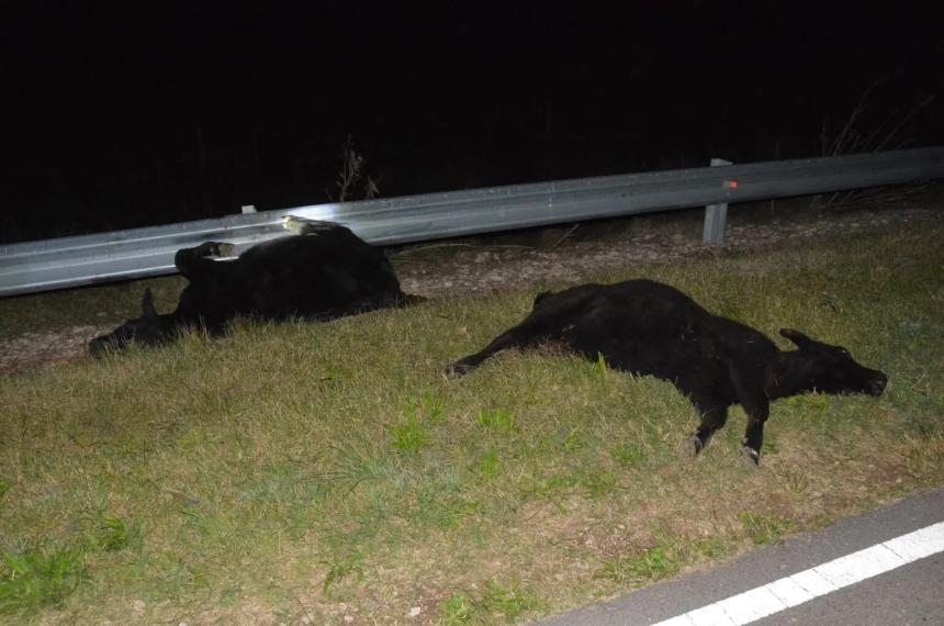 Los animales estaban sueltos sobre la ruta
