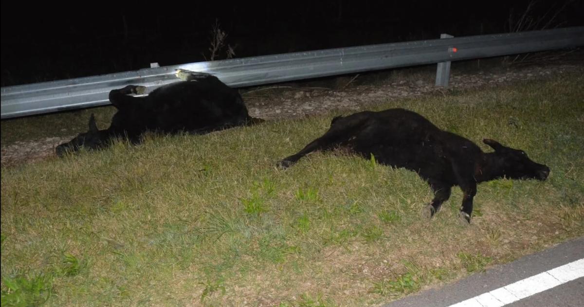 Los animales estaban sueltos sobre la ruta