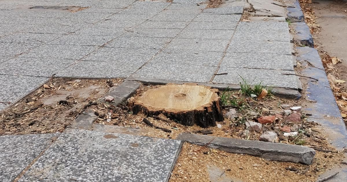 En calles como Pico y Rivadavia se observaron ejemplares cortados al ras del suelo