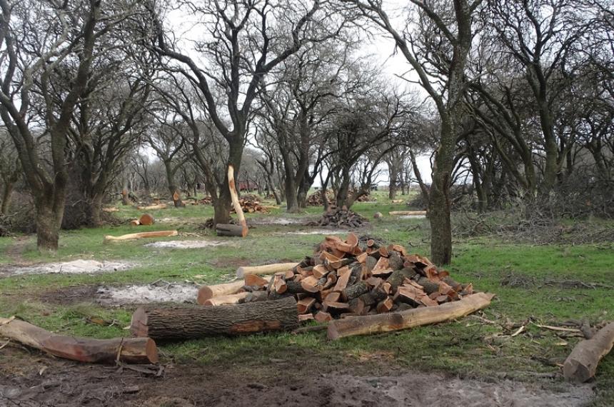 La Corte Suprema admitió el amparo de La Pampa por la eliminación del fondo fiduciario de la Ley de Bosques