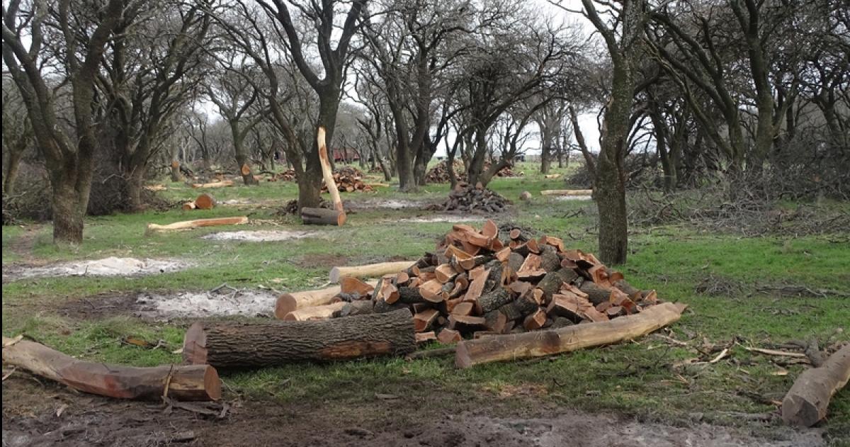 La Corte Suprema admitió el amparo de La Pampa por la eliminación del fondo fiduciario de la Ley de Bosques