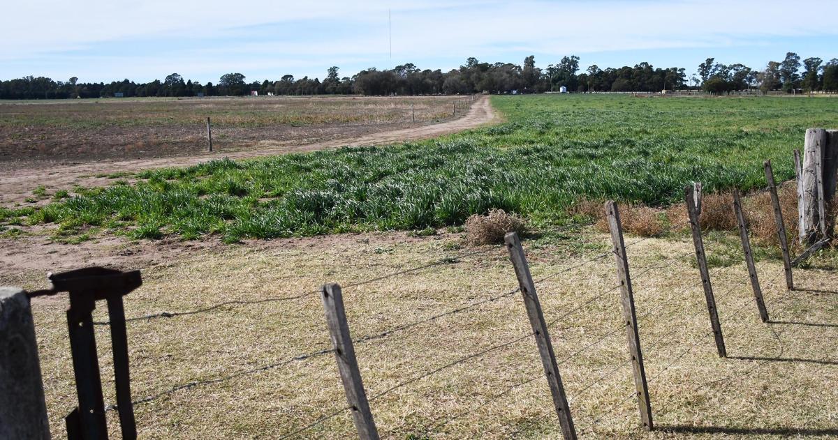 El campito de los Matzkin que pretenden dividir en m�s de 300 lotes