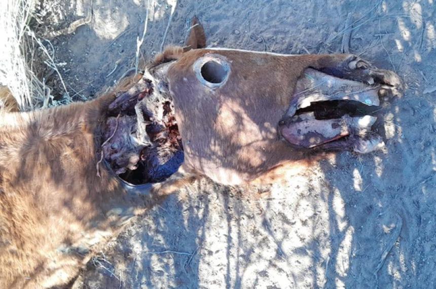 El animal apareció en un campo de Colonia chica
