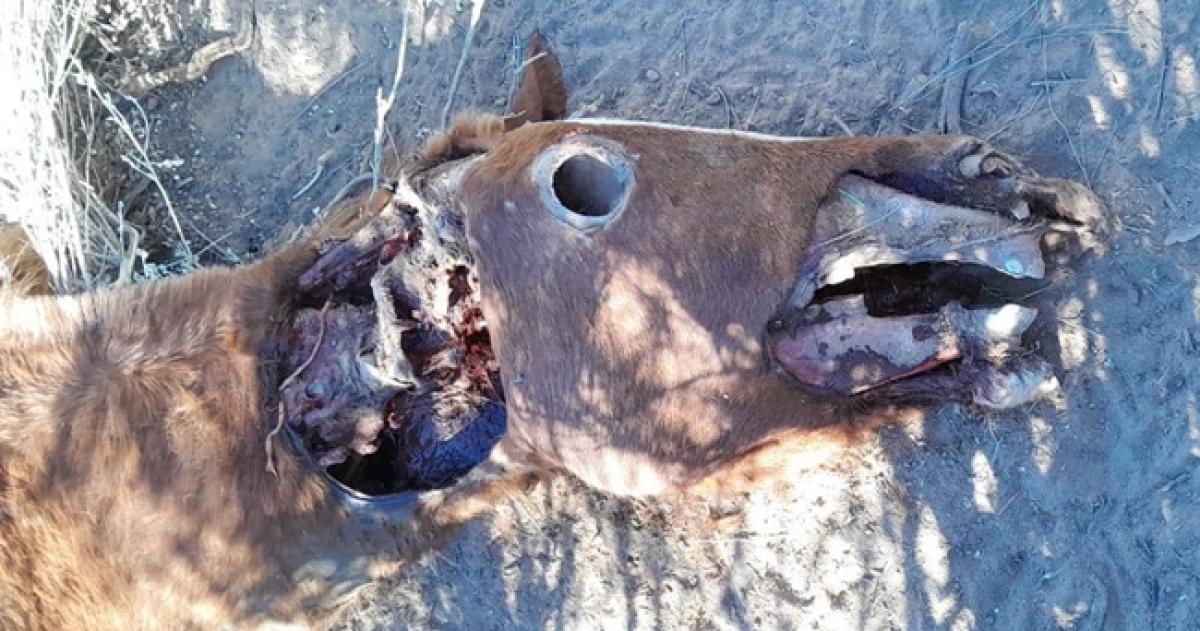 El animal apareció en un campo de Colonia chica