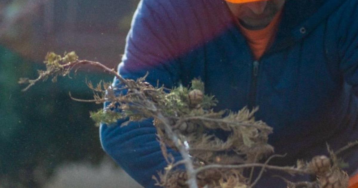 Alihuen volvió a advertir sobre las tareas de poda del municipio