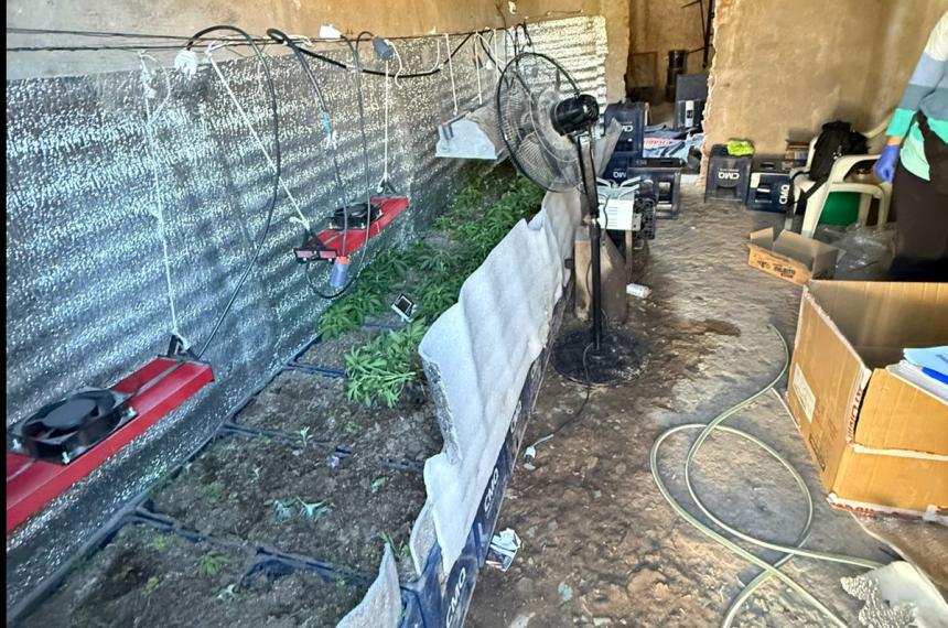 El lugar donde cultivaban las plantes de cannabis sativa