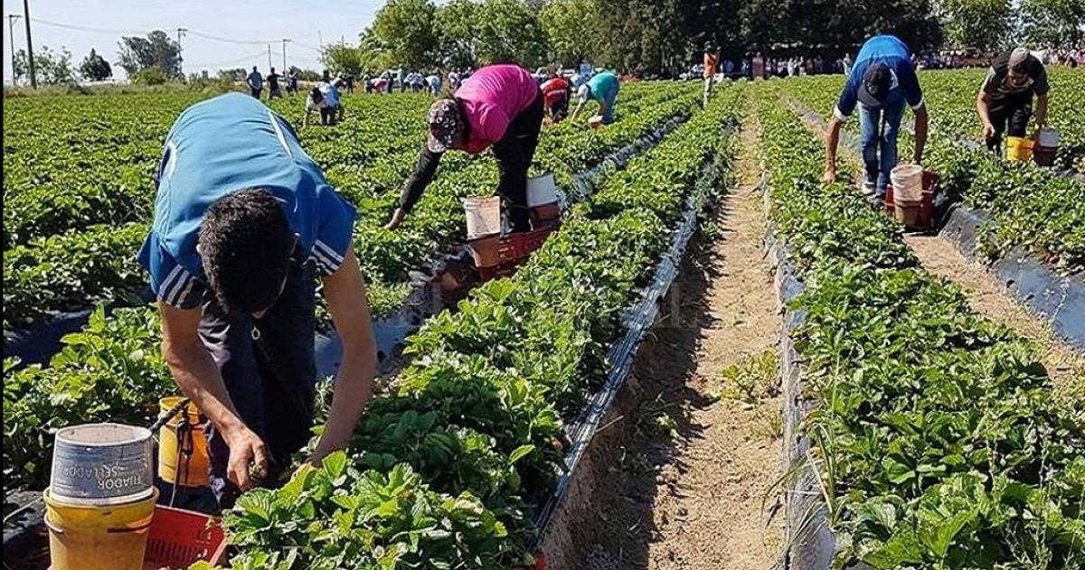 M�s del 60-en-porciento- de los empleados rurales trabajan en negro dice UATRE