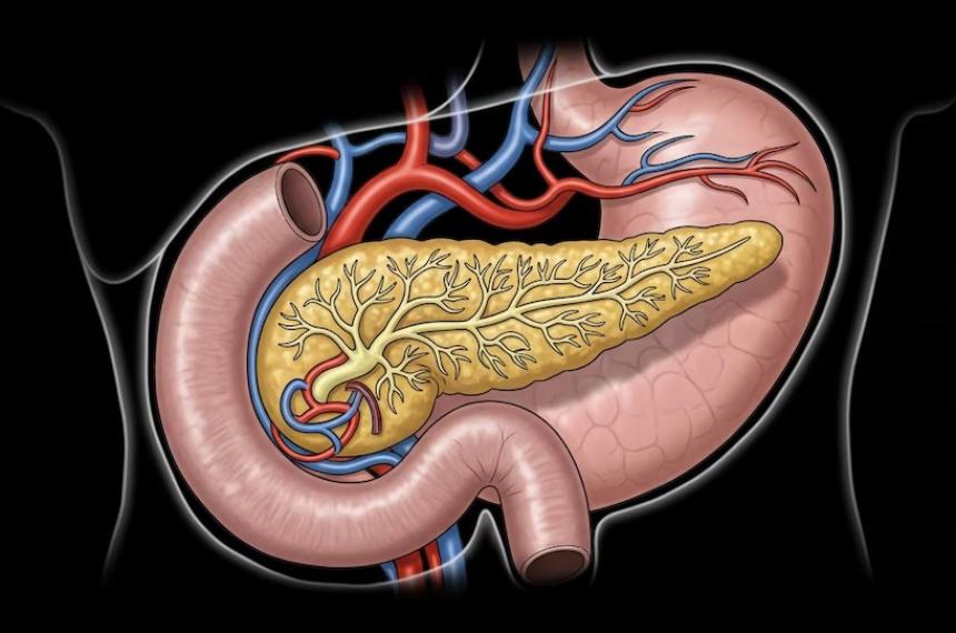 Esta ilustración científica detalla el p�ncreas una gl�ndula esencial dentro del cuerpo humano mostrando su forma alargada los conductos internos y su estrecha relación con el estómago y el duodeno junto a la red vascular