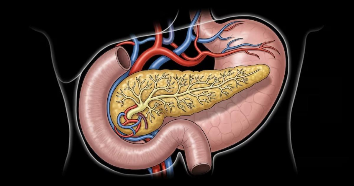 Esta ilustración científica detalla el p�ncreas una gl�ndula esencial dentro del cuerpo humano mostrando su forma alargada los conductos internos y su estrecha relación con el estómago y el duodeno junto a la red vascular