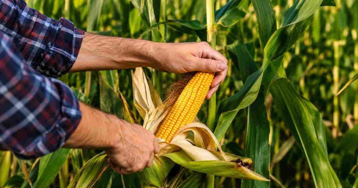 Un productor agropecuario es ante todo el gerente general de una empresa familiar
