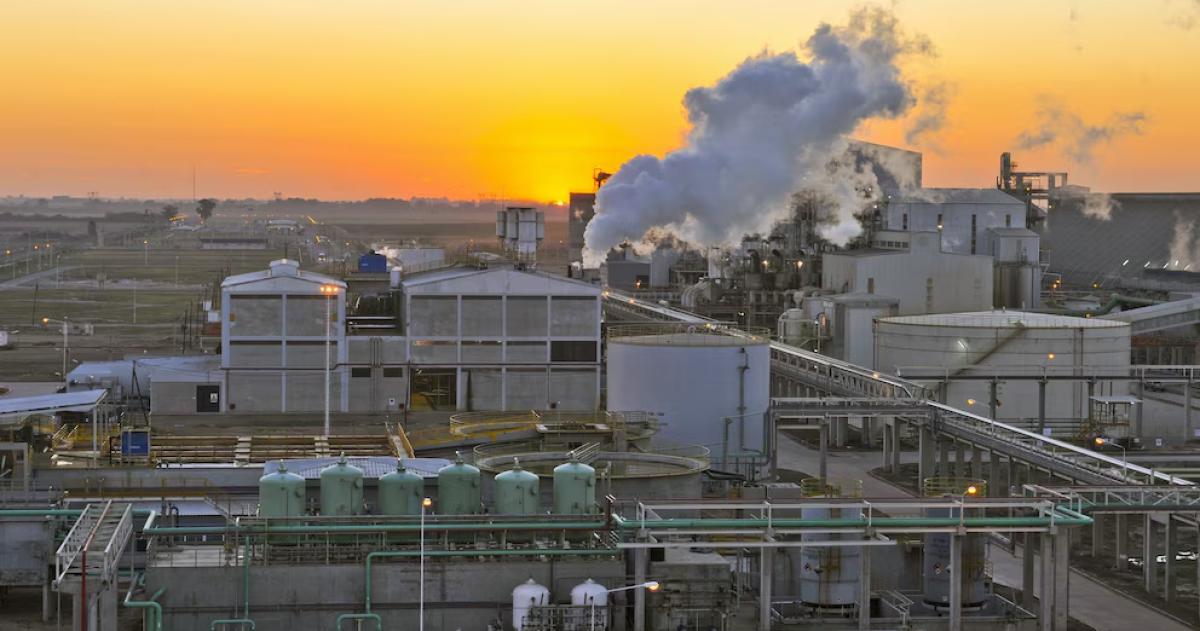 La industria aceitera est� logrando molturar el volumen de girasol m�s abultado desde el año 2000 y podría ir por m�s en 2026