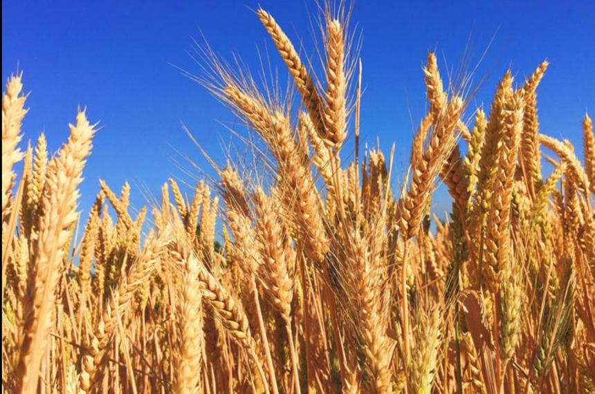 La agricultura argentina evolucionó hacia ambientes cada vez m�s intensivos