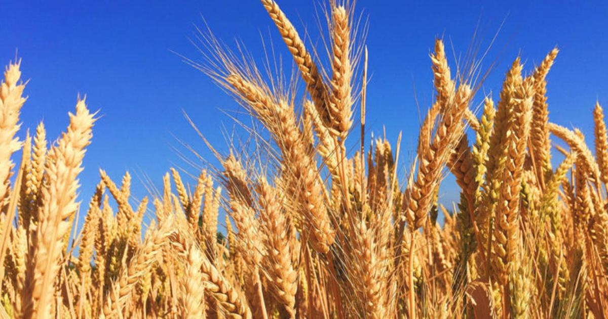La agricultura argentina evolucionó hacia ambientes cada vez m�s intensivos