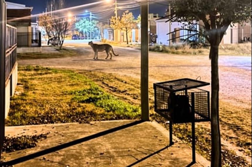 La foto fue difundida por vecinos de distintos barrios de Río Colorado