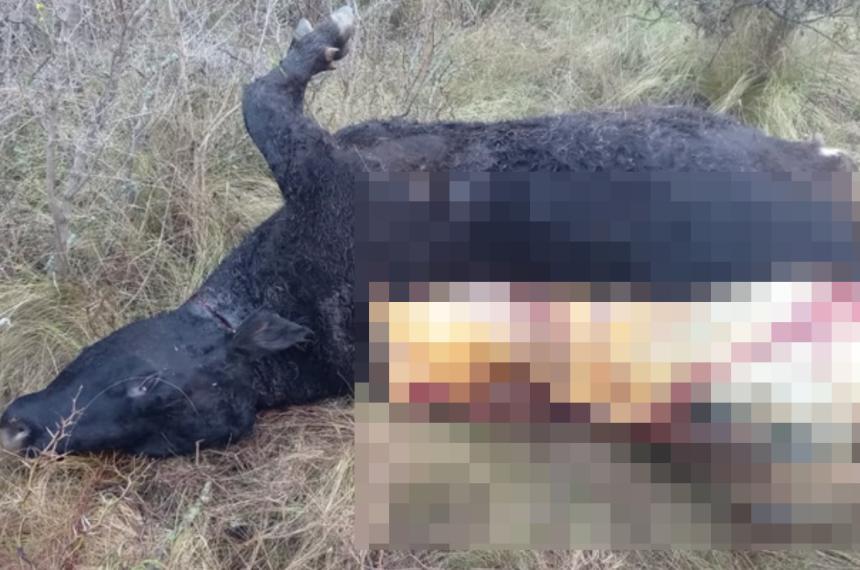 El productor sufrió dos hechos de abigeato en 48 horas
