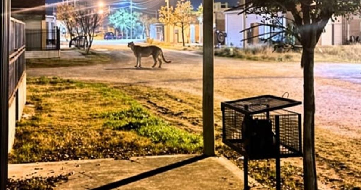 La foto fue difundida por vecinos de distintos barrios de Río Colorado