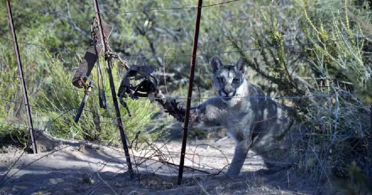 Unelén se convirtió en un símbolo de resiliencia y en una embajadora de la educación ambiental durante su estadía en la reserva Pumakawa