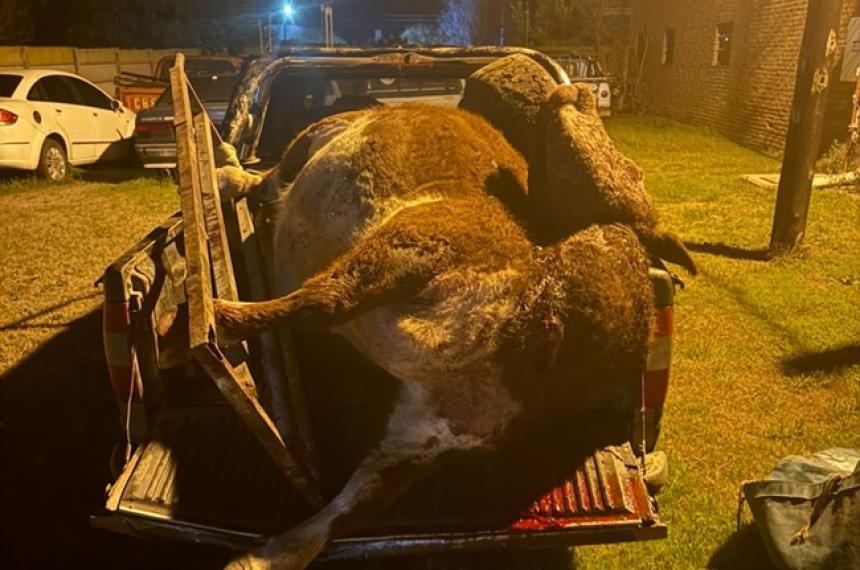 La policía secuestró el vacuno que mataron los detenidos