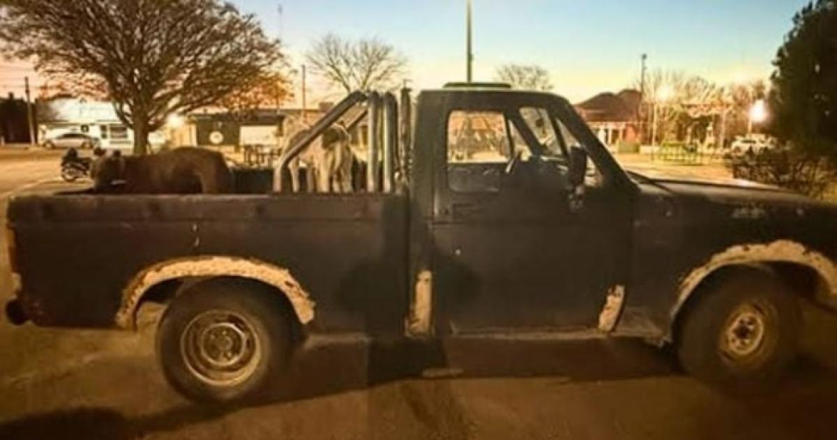 La camioneta circulaba sin seguro y los perros sin carnet sanitario