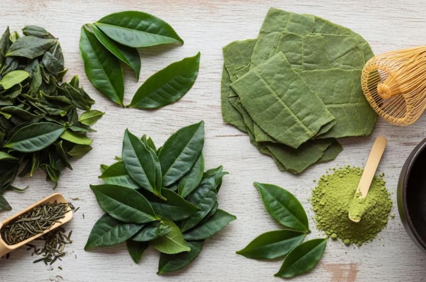 El matcha un té verde japonés rico en antioxidantes y catequinas gana popularidad mundial por sus potenciales beneficios para la salud cardiovascular el metabolismo y la concentración