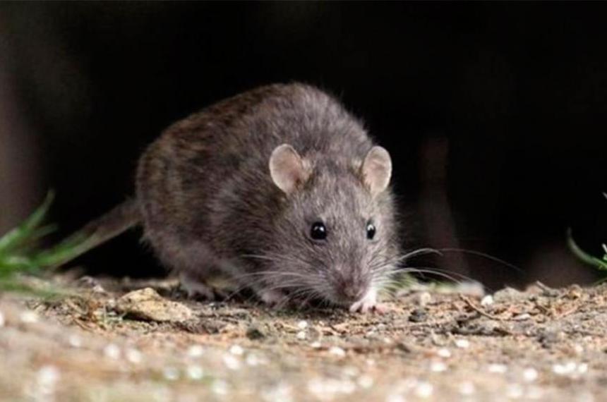 La paciente permanece internada en terapia intensiva en el Hospital Zonal Bariloche mientras las autoridades sanitarias realizan el seguimiento epidemiológico de sus contactos y refuerzan las medidas de prevención por hantavirus
