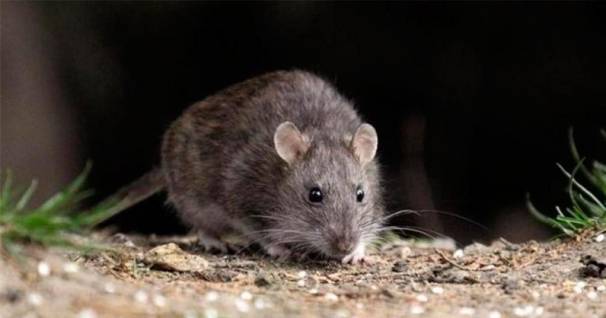 La paciente permanece internada en terapia intensiva en el Hospital Zonal Bariloche mientras las autoridades sanitarias realizan el seguimiento epidemiológico de sus contactos y refuerzan las medidas de prevención por hantavirus