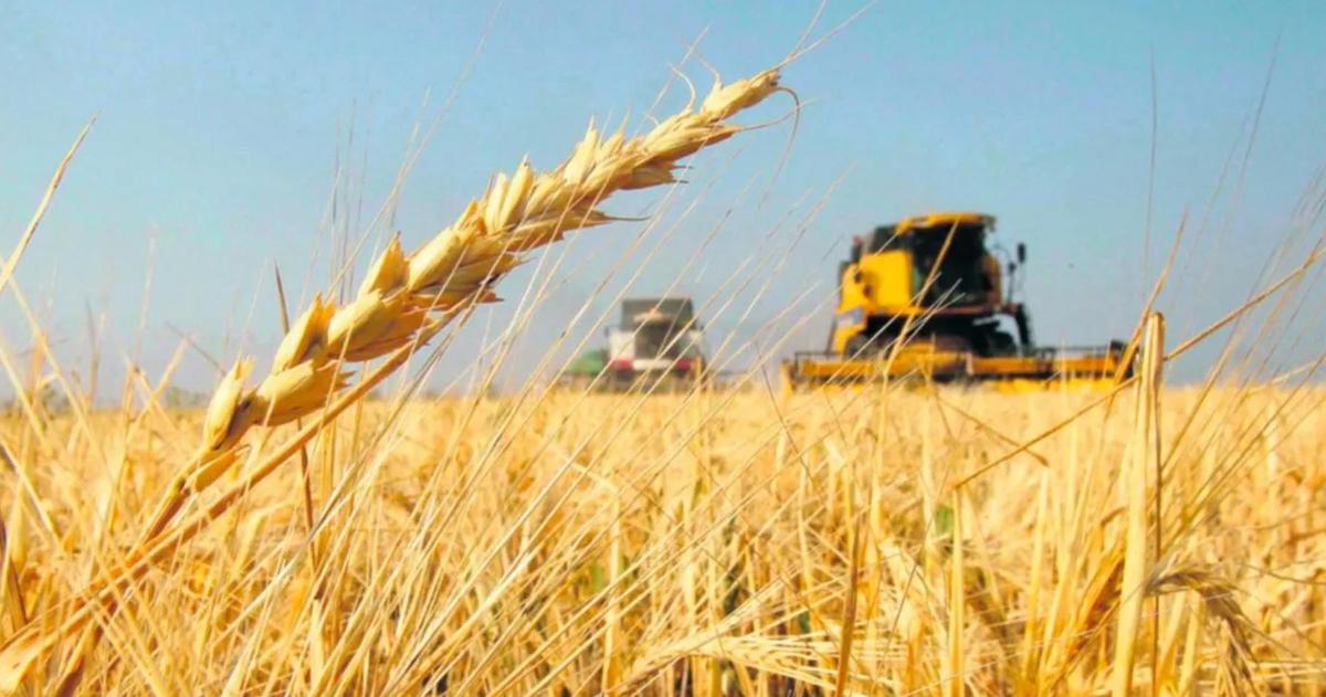 La intención de siembra de trigo en La Pampa registra para la presente campaña un incremento cercano al 15-en-porciento-