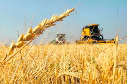 La intención de siembra de trigo en La Pampa registra para la presente campaña un incremento cercano al 15-en-porciento-