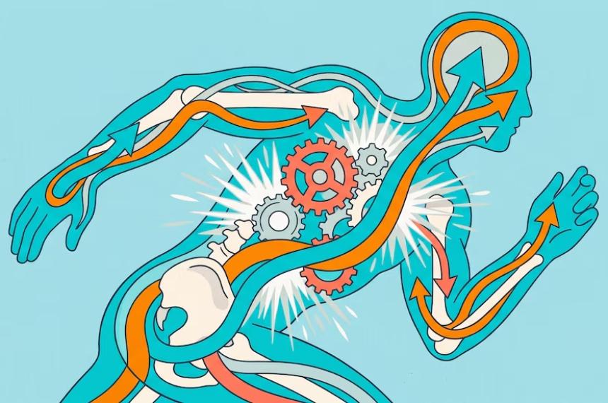 El metabolismo transforma alimentos y bebidas en energía y sostiene funciones vitales incluso durante el descanso y el sueño