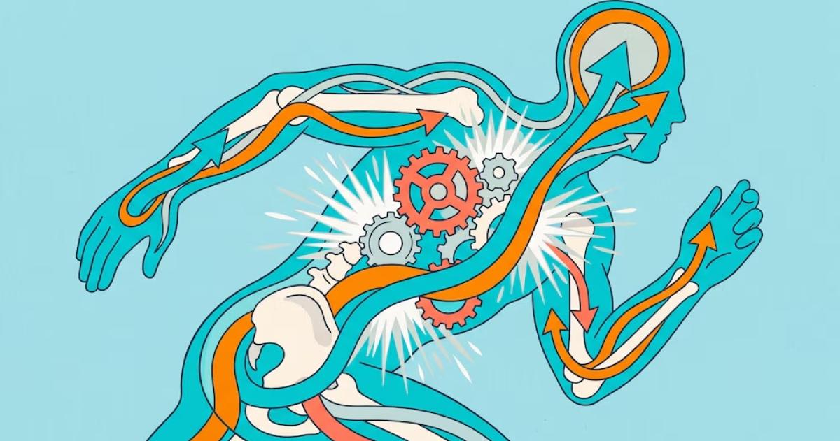 El metabolismo transforma alimentos y bebidas en energía y sostiene funciones vitales incluso durante el descanso y el sueño