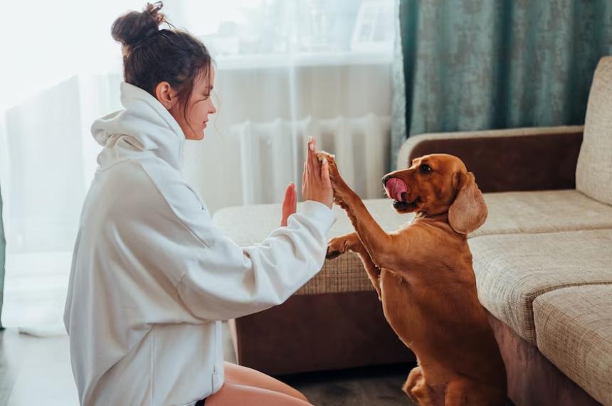 Los perros responden de manera diferente seg�n el tono de voz que se utilice de una manera similar a cuando se habla a un bebé