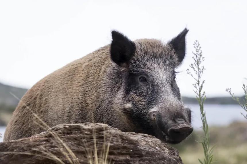 En la vecina provincia de Río Negro habiliatar�n la venta de carne de jabalí en carnicerías