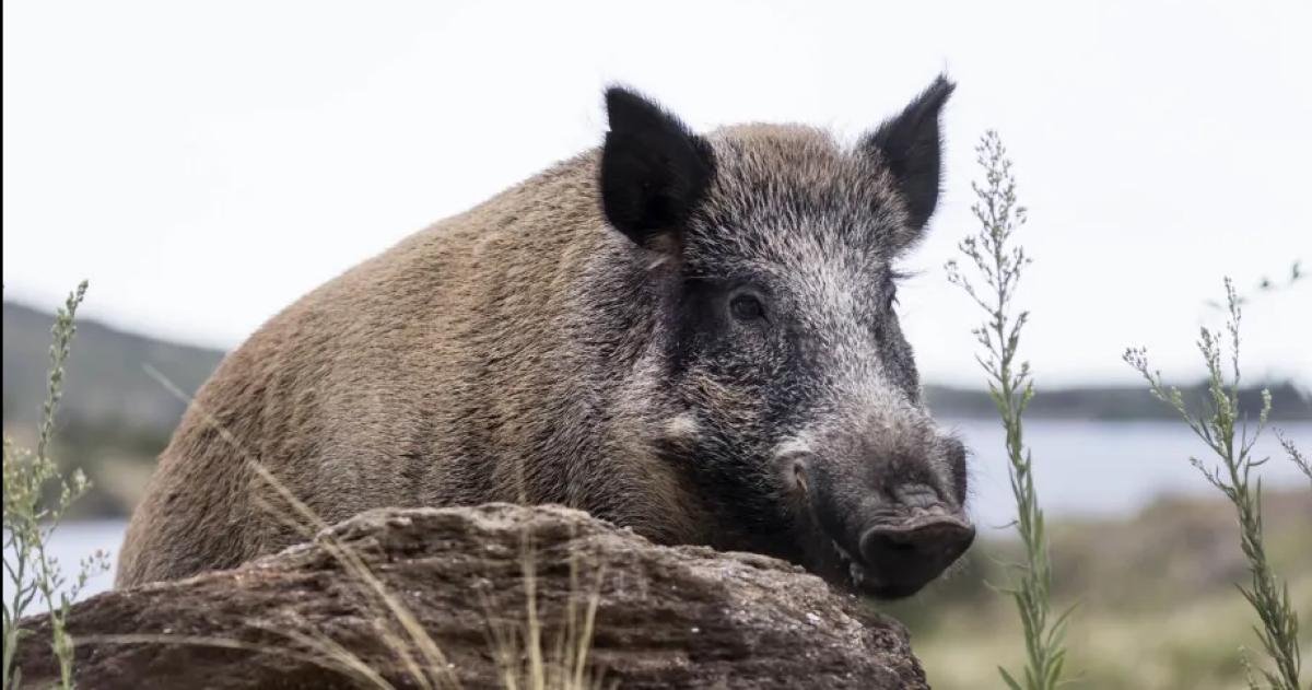 En la vecina provincia de Río Negro habiliatar�n la venta de carne de jabalí en carnicerías