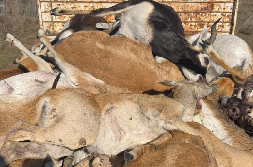 El coto de caza Huangulén tiene m�s de 2000 animales- algunos de ellos ya murieron