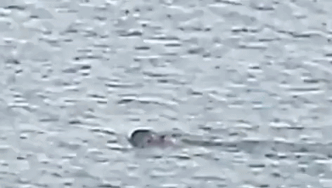  �Se tratar� de un tierno e inesperado visitante o simplemente de una nutria que comió de m�s