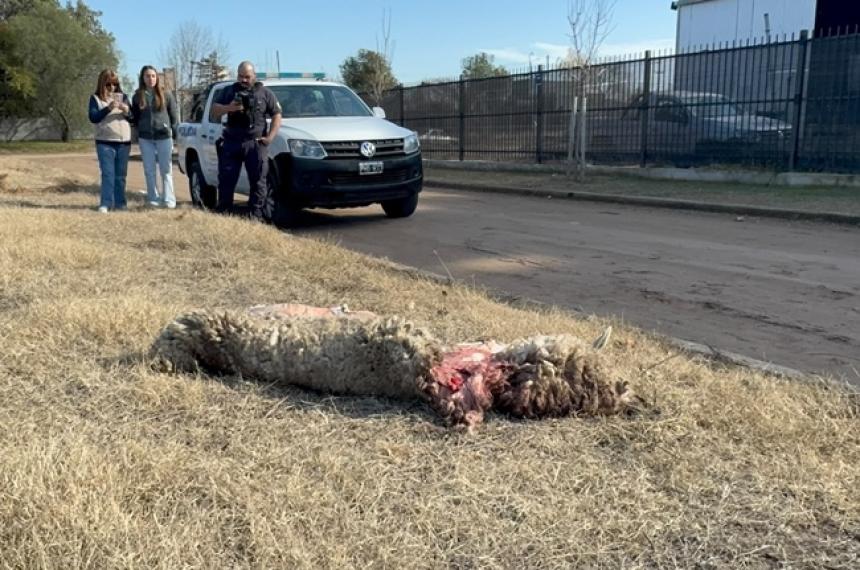Los cueros de los animales aparecieron en una calle de General Pico