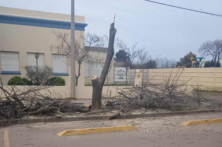 Un �rbol fue talado de la vereda del colegio Manuel Belgrano de Macachín