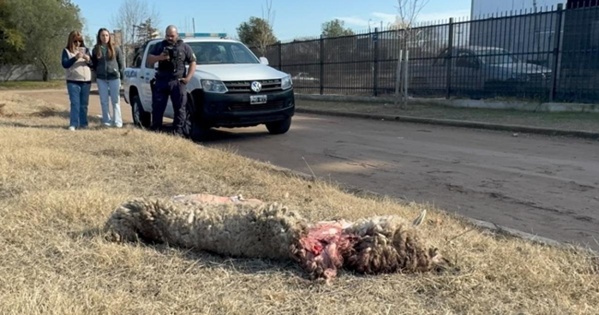 Los cueros de los animales aparecieron en una calle de General Pico