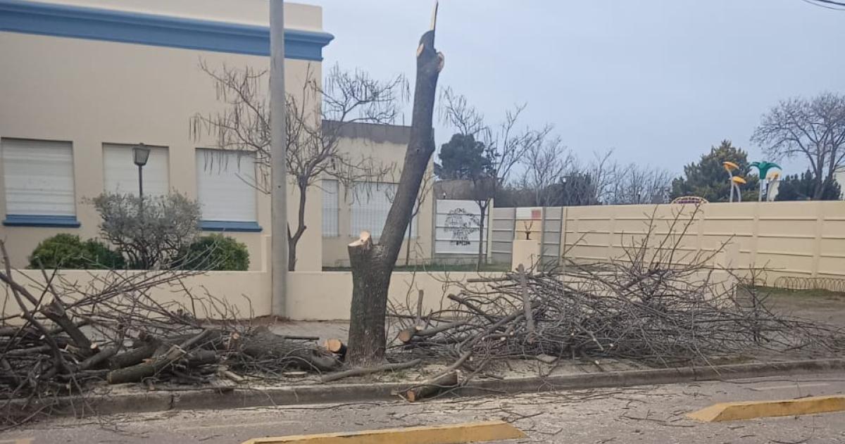 Un �rbol fue talado de la vereda del colegio Manuel Belgrano de Macachín
