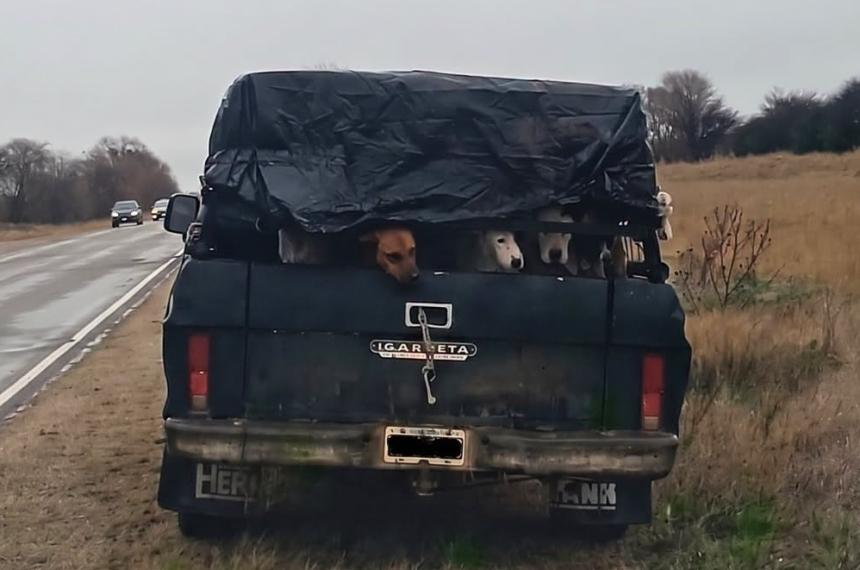 Los cazadores llevaban seis perros en la camioneta