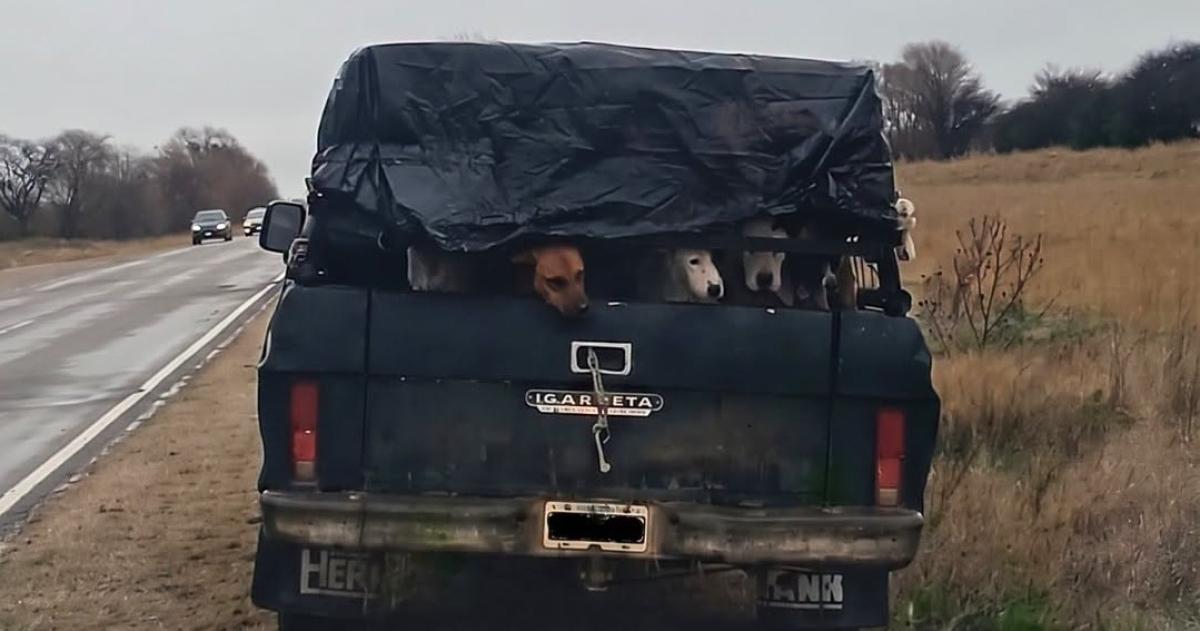 Los cazadores llevaban seis perros en la camioneta