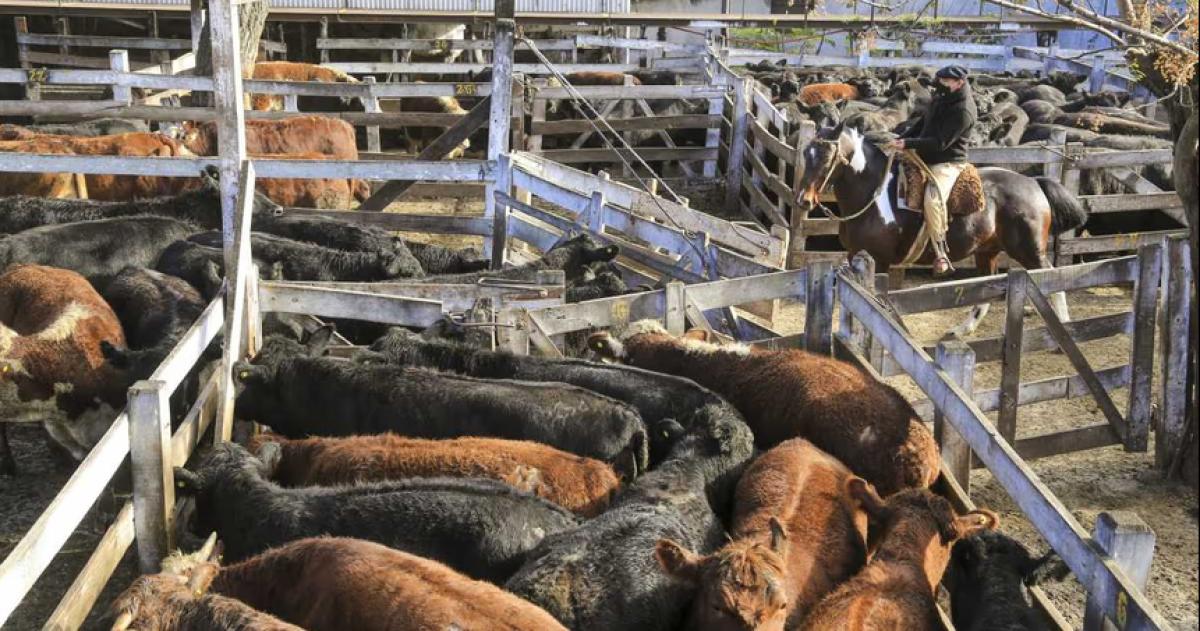Rechazan cambios a la financiación del instituto para promover la carne vacuna