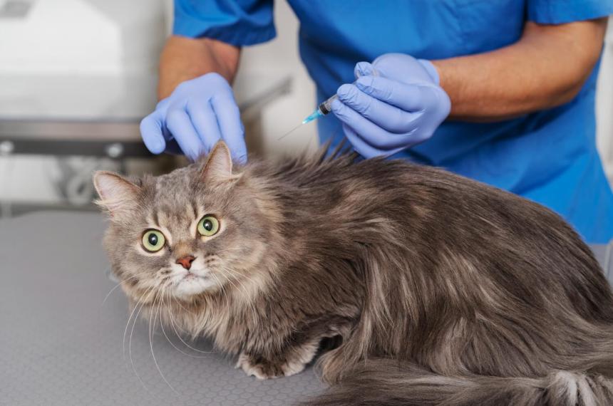Recientemente se detectó un caso de rabia en un gato doméstico en la Provincia de Buenos Aires