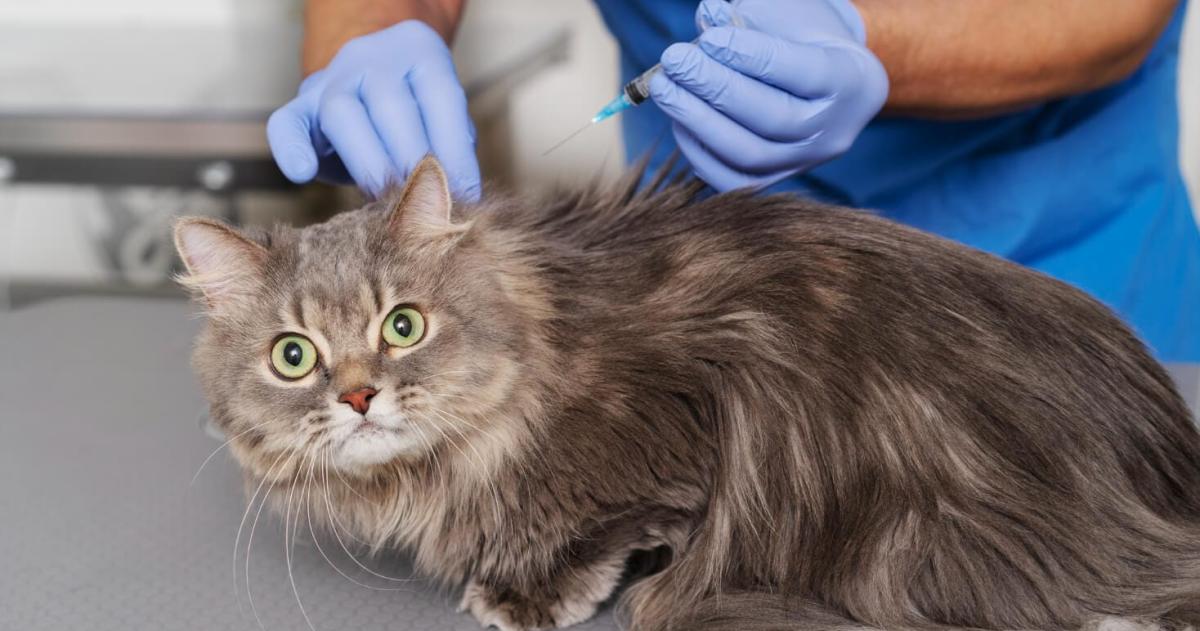 Recientemente se detectó un caso de rabia en un gato doméstico en la Provincia de Buenos Aires