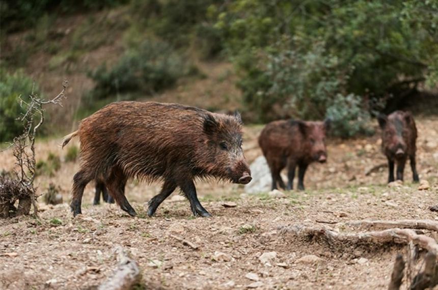 El jabalí europeo fue introducido en La Pampa a comienzos del siglo XX